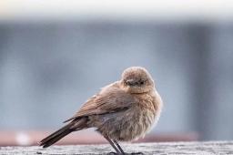 Dora占星2025年7月天蝎座運勢